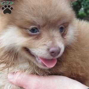 Cinnamon Bear, Pomeranian Puppy